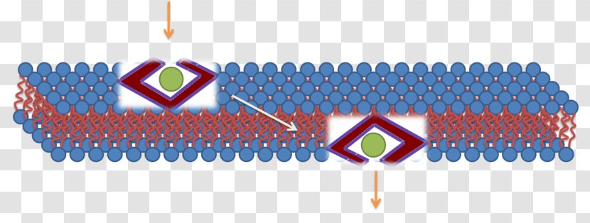 Cell-penetrating Peptide Cell Membrane Micelle - Organelle - Noncovalent Interactions Transparent PNG