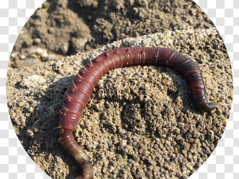 Lugworm Mealworm Earthworm Tide - Hemoglobin - Yellow Transparent PNG