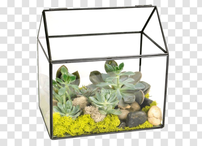 Plants Flower Floristry Terrarium Glass - Flowerpot Transparent PNG