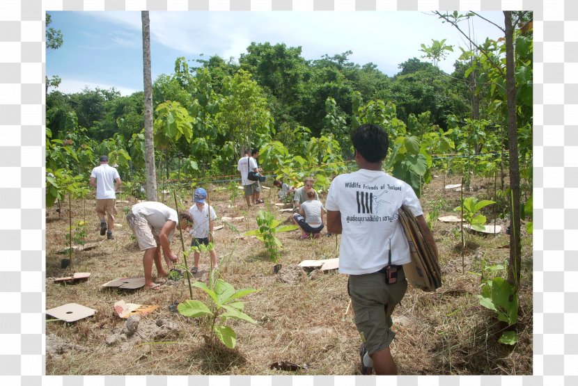 Forest Conservation In The United States Movement Wildlife - Natural Environment Transparent PNG