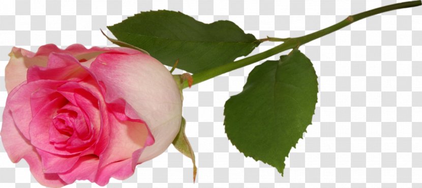 Rose Pink Flower Clip Art - Lilac Transparent PNG