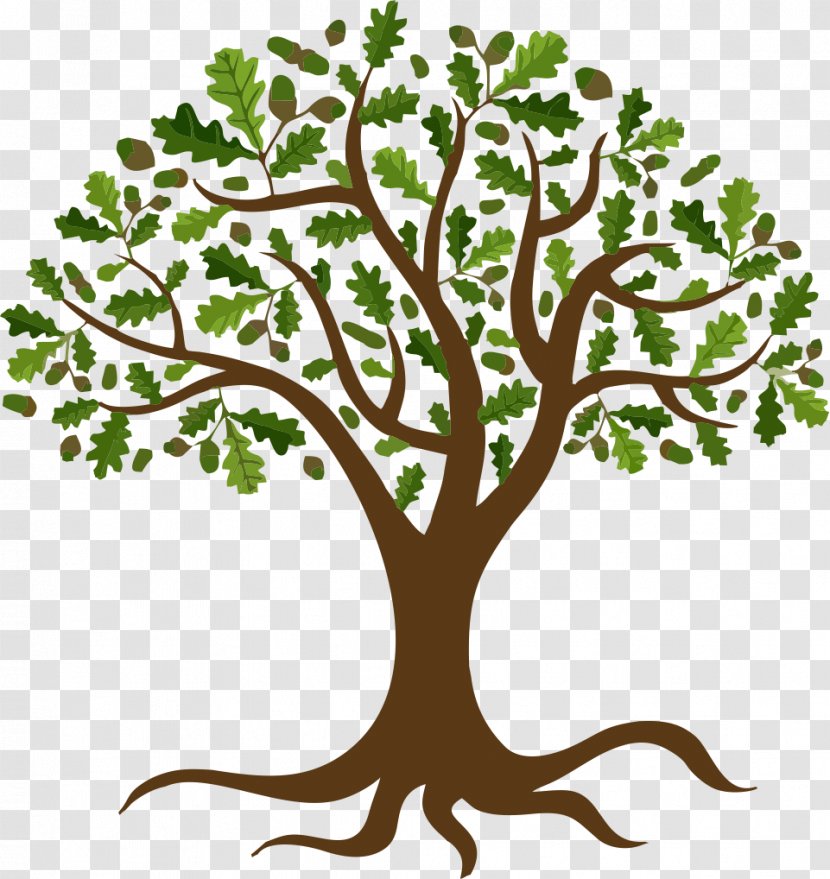Vector Graphics Tree Oak Branch Transparent PNG