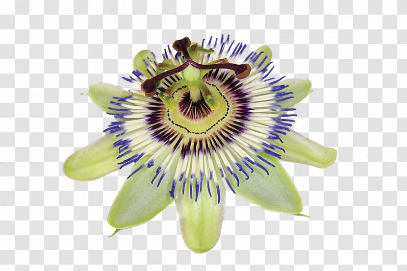 Purple Passionflower Dietary Supplement Passiflora Caerulea Giant Granadilla Extract - Passion Flower Family - Fruit Transparent PNG