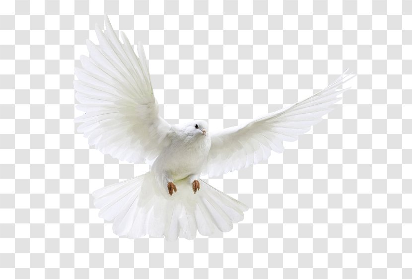 Columbidae Domestic Pigeon Release Dove - Peacefully Transparent PNG