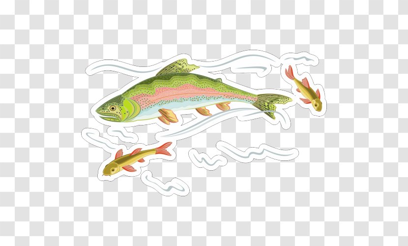 Rainbow Trout Vector Graphics Stock Photography Illustration - Feeder Fish - Clipart Transparent PNG
