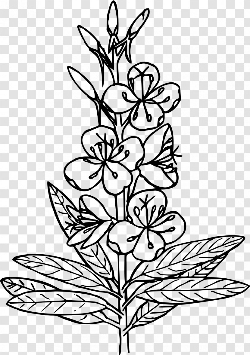 Coloring Book Fireweed Herb Blake Studies In Japan; A Bibliography Of Works On William Published Japan 1893-1993 Clip Art - Herbs Transparent PNG