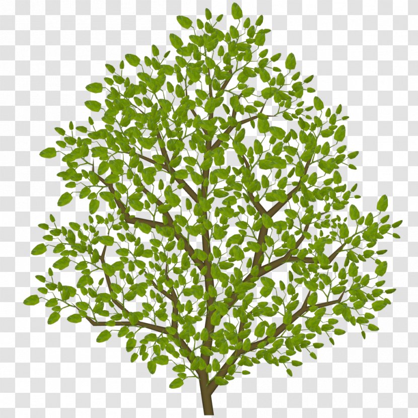 Twig Leaf Shrub Tree Plant Stem - Grass Transparent PNG