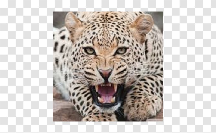 Leopard Cat Cheetah Felidae Jaguar - Carnivoran Transparent PNG