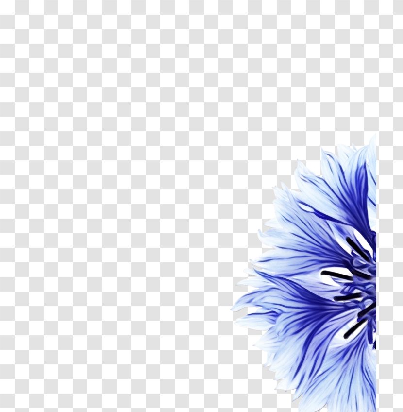 Purple Watercolor Flower - Feather - Wildflower Gerbera Transparent PNG