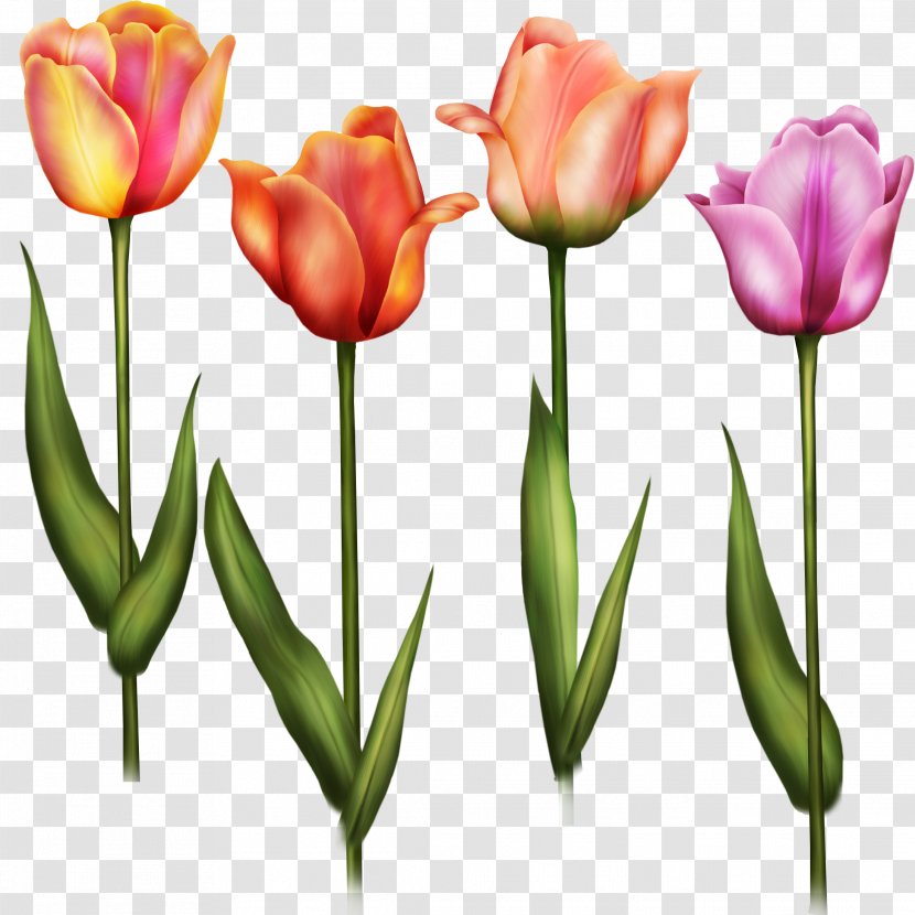 Flower Tulip Painting Clip Art - Petal Transparent PNG