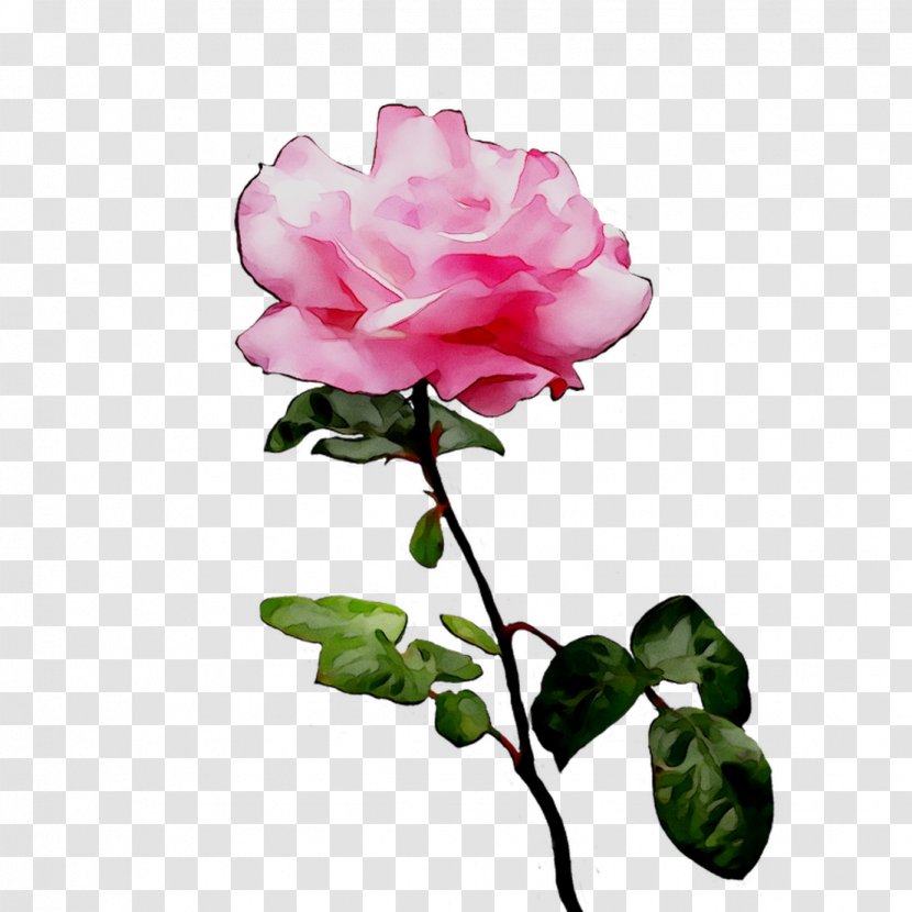 Garden Roses Cabbage Rose Floribunda Flower Bud - Common Peony Transparent PNG