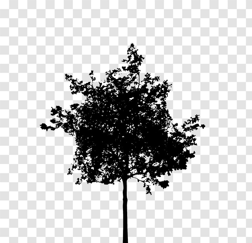 Silhouette Tree Clip Art - Twig Transparent PNG