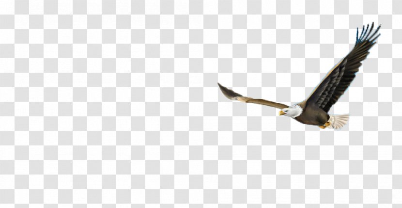 Eagle Beak - Flying Transparent PNG