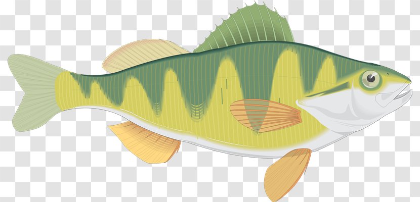 Blog Fish Yellow Perch Animaatio - Organism - Peces Transparent PNG