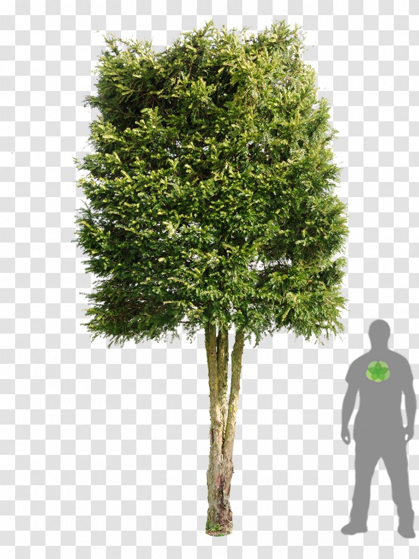 Tree Woody Plant Evergreen Shrub - Grass - Ginkgo Transparent PNG