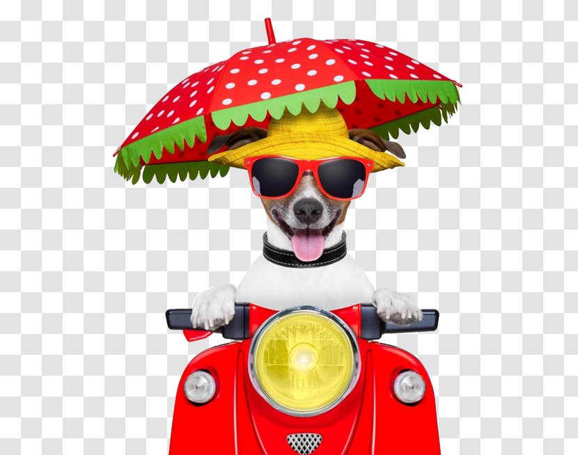 Jack Russell Terrier Puppy Scooter Motorcycle Stock Photography - Pet - Dog Car Transparent PNG