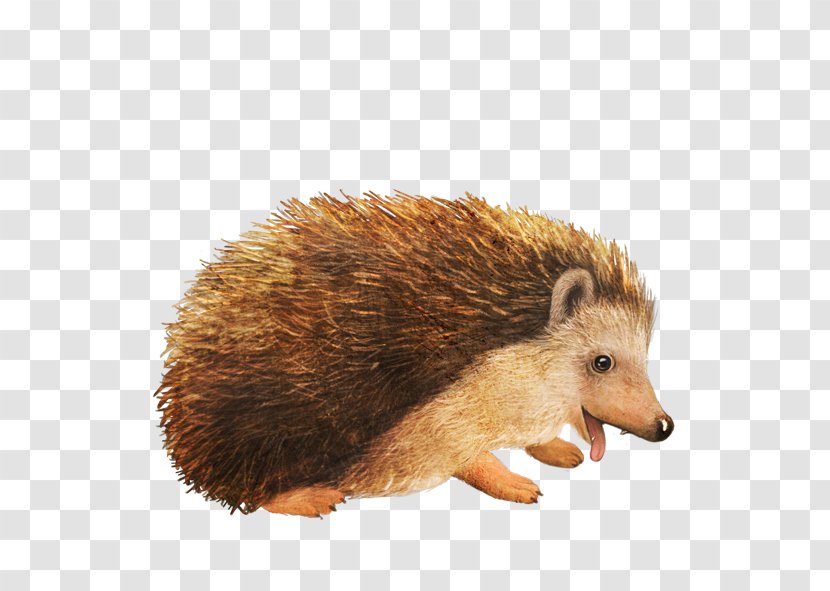 Amur Hedgehog Animal - Drawing - Cute Cartoon Transparent PNG