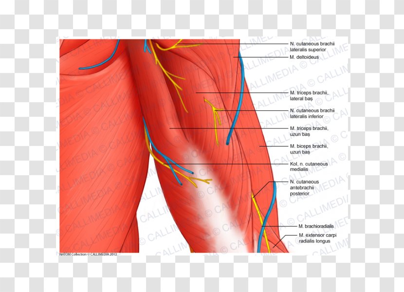 Shoulder Arm Muscle Anatomy Coronal Plane - Cartoon Transparent PNG