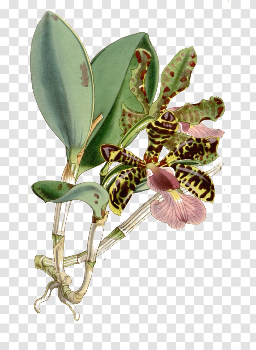 Cattleya Aclandiae Amethystoglossa Orchids Botanical Illustration Botany - Georg Dionysius Ehret - Painted Unknown Plants Transparent PNG