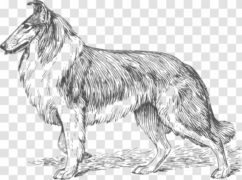 Rough Collie Border Smooth Bloodhound Puppy - Mammal - 3d Dog Transparent PNG