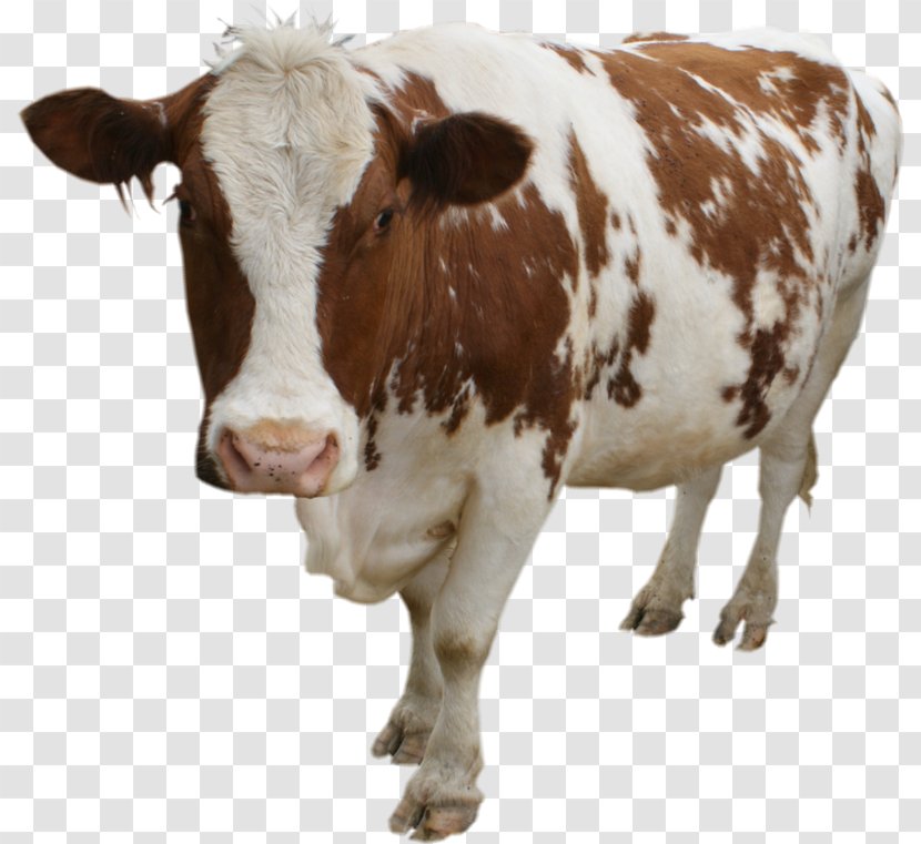 Jersey Cattle Holstein Friesian Highland Beef Cow Pregnancy Doctor Care Transparent PNG