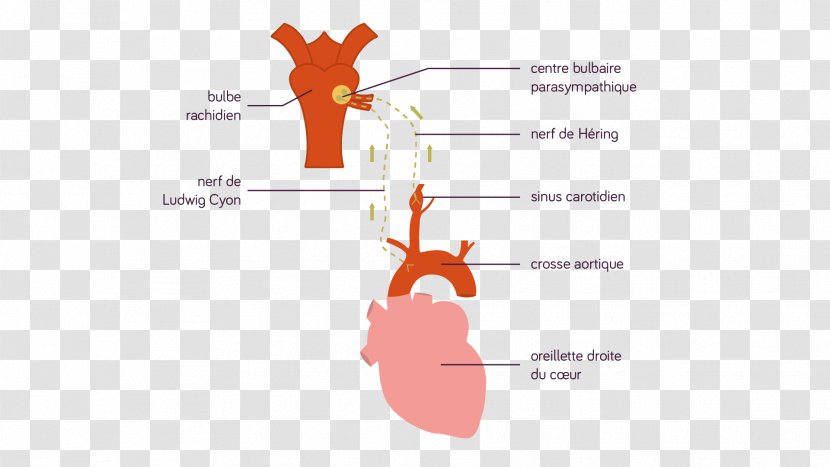 Baroreceptor Aorta Presio Arterial Aortic Arch Artery - Watercolor - Silhouette Transparent PNG