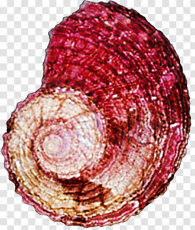 Ventricina Maroon - SEA SHELL Transparent PNG