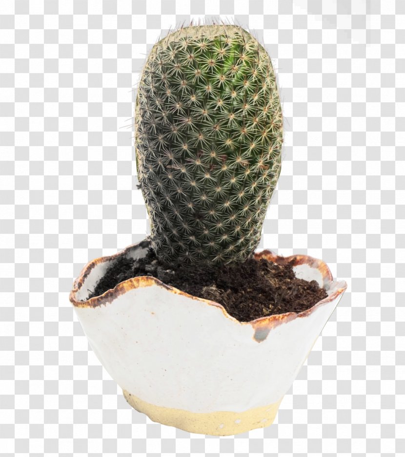 Download Icon - Cactaceae - Cactus Transparent PNG