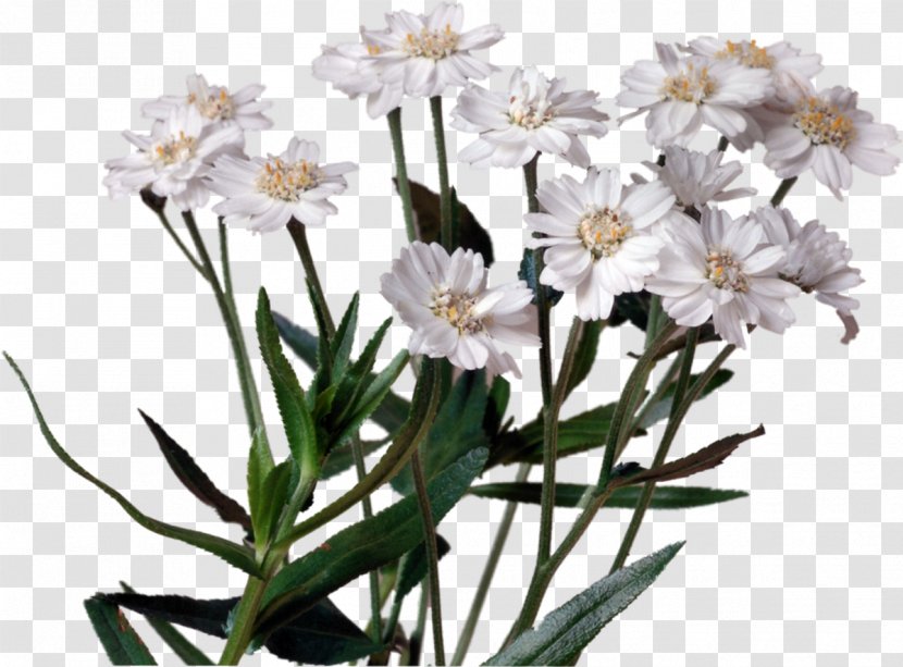 Flower Drawing - Flowering Plant - Gazania Transparent PNG