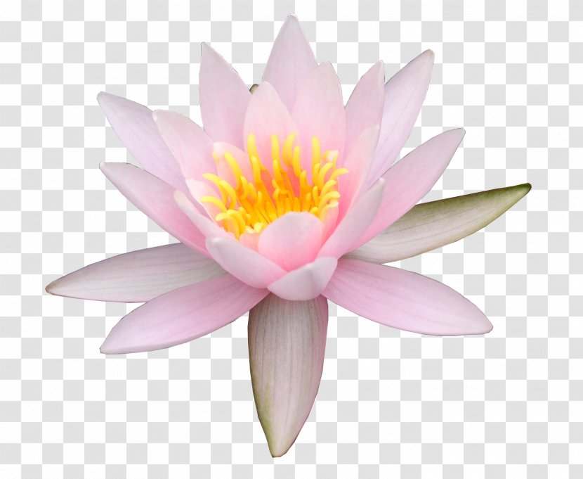 Nelumbo Nucifera Water Lily Flower - Sacred Lotus - Frangipani Transparent PNG