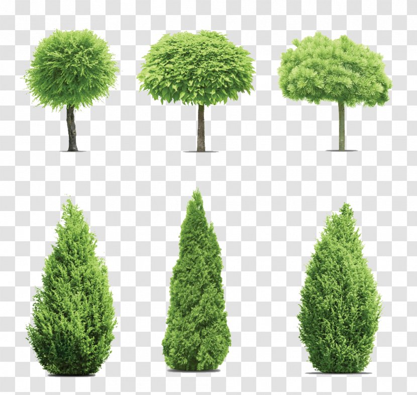 Gum Trees Cupressus - Evergreen - Pine Garden Transparent PNG
