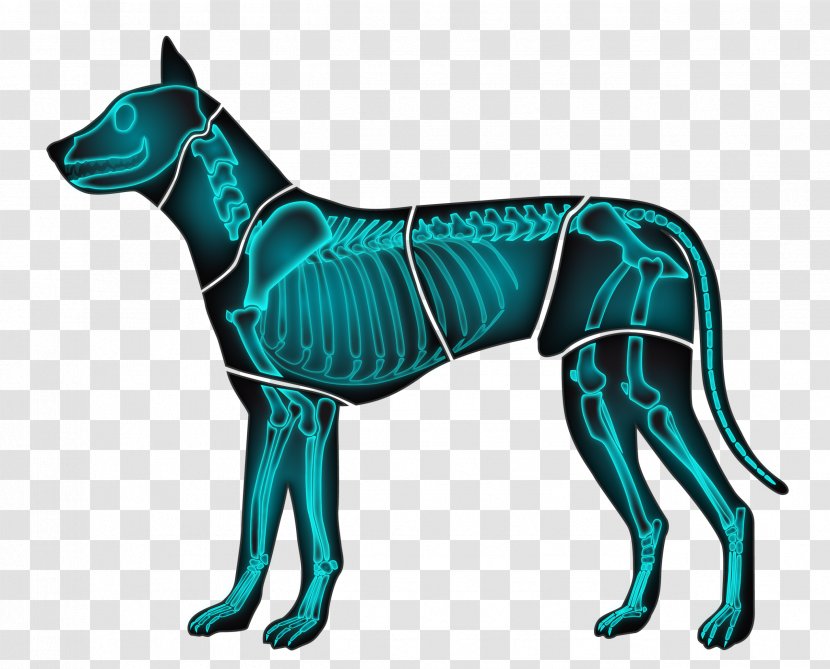 Italian Greyhound Dog Breed Great Dane Whippet Korean Jindo - Veterinary Transparent PNG