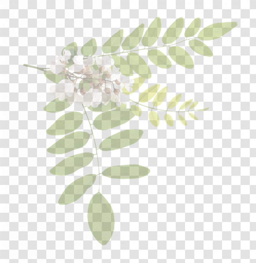 Acacia Tree - Leaf - Plant Stem Twig Transparent PNG