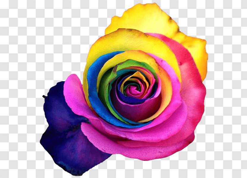 Rainbow Rose Garden Roses Cabbage Petal Cut Flowers - Violet Transparent PNG
