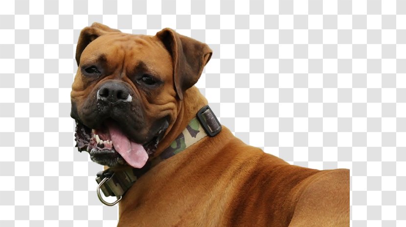 boxer dog cross breeds