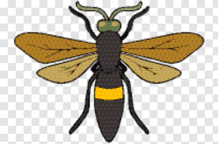 Honey Background - Bee - Blister Beetles Fly Transparent PNG