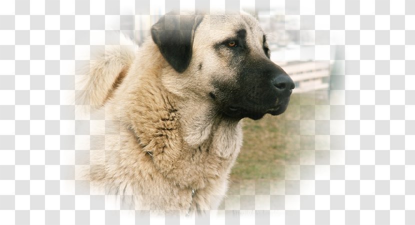 Dog Breed Anatolian Shepherd Kangal Puppy Herding - Crossbreed Transparent PNG