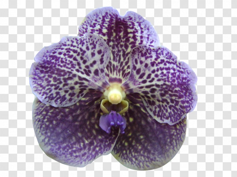 Singapore Orchid Moth Orchids Violet Lilac Purple - Flowering Plant - Watercolor Flowers Transparent PNG