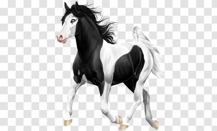 Mustang Stallion Mare Halter Bridle - Horse Tack Transparent PNG