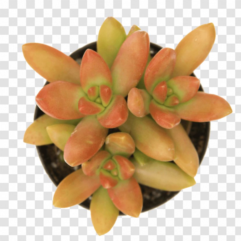 Sedum Rubrotinctum Adolphi Succulent Plant Morganianum Echeveria - Goldmoss Stonecrop - Plants Transparent PNG