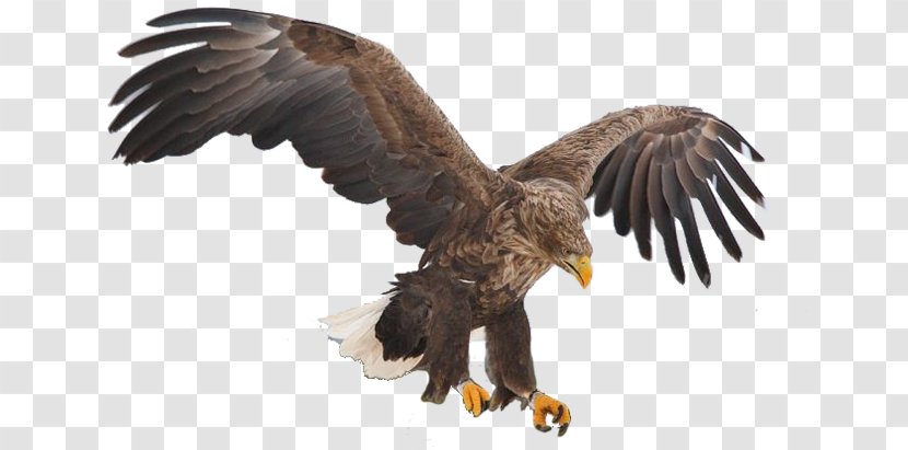 Premoldeados El Aguila SRL Bird Bald Eagle Blyth's Hawk-eagle - Vulture Transparent PNG