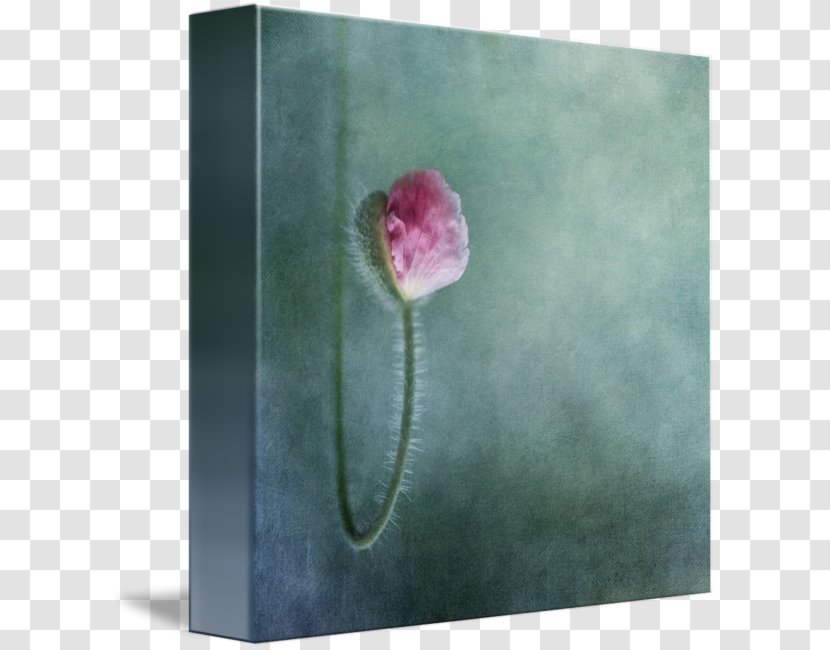 Art Canvas Centimeter Wall - Flower - Trust Yourself Transparent PNG