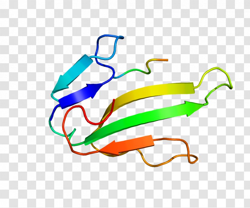 Nicotinic Acetylcholine Receptor CHRNA1 Protein Subunit - Tree - P Transparent PNG