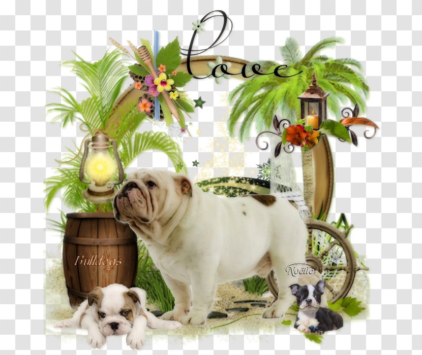 Bulldog Dog Breed Non-sporting Group Snout - Carnivoran - Animaux Transparent PNG