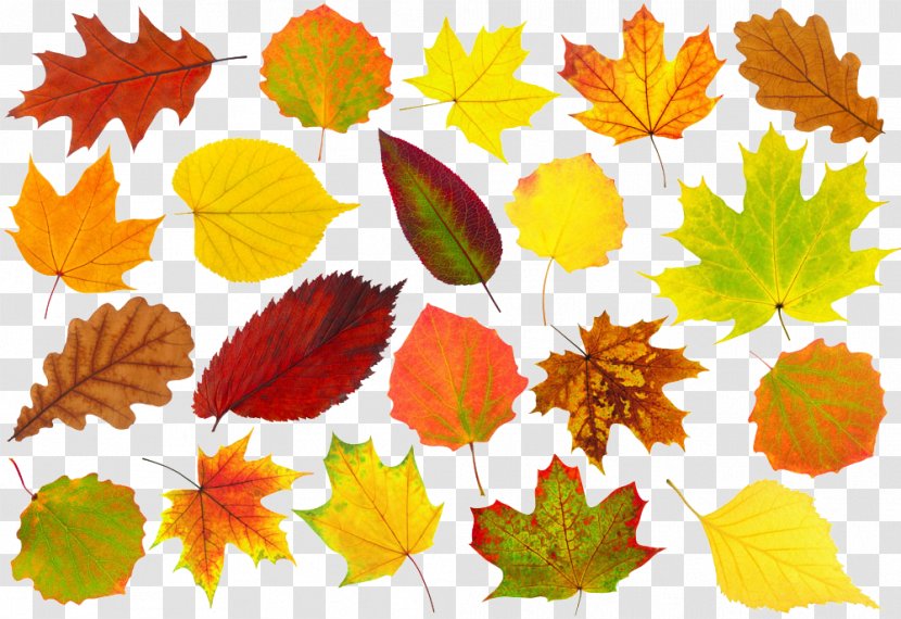 Autumn Leaf Color - Tree - Leaves Transparent PNG