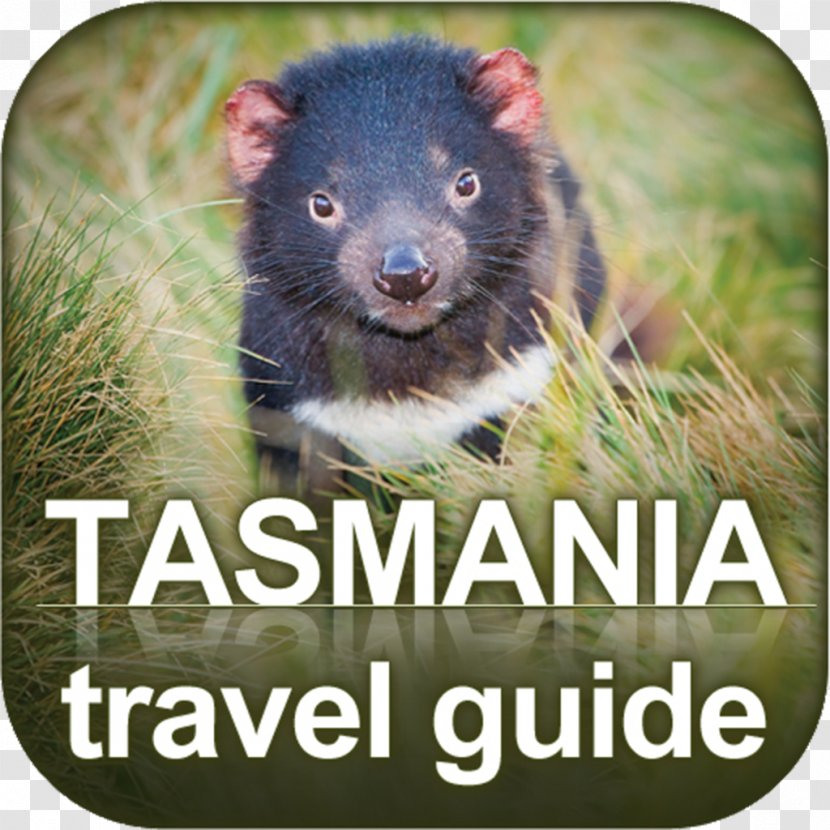 Tasmanian Devil Devils@Cradle Thylacine Cancer Facial Tumour Disease - Rat - Fauna Transparent PNG
