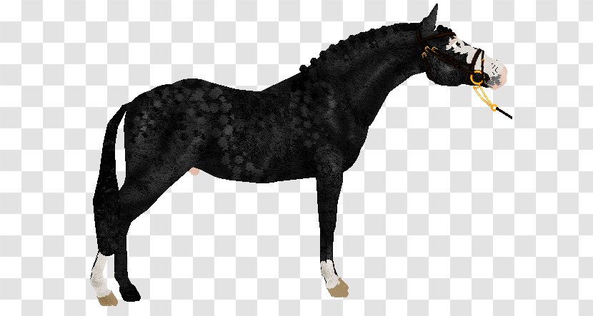 Mane Mustang Rein Stallion Mare Transparent PNG