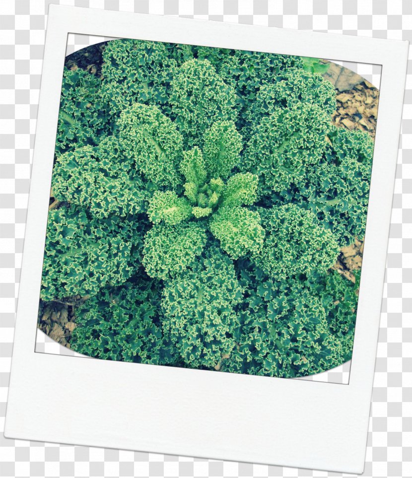 Leaf Vegetable Tree Herb Shrub - Kale Transparent PNG