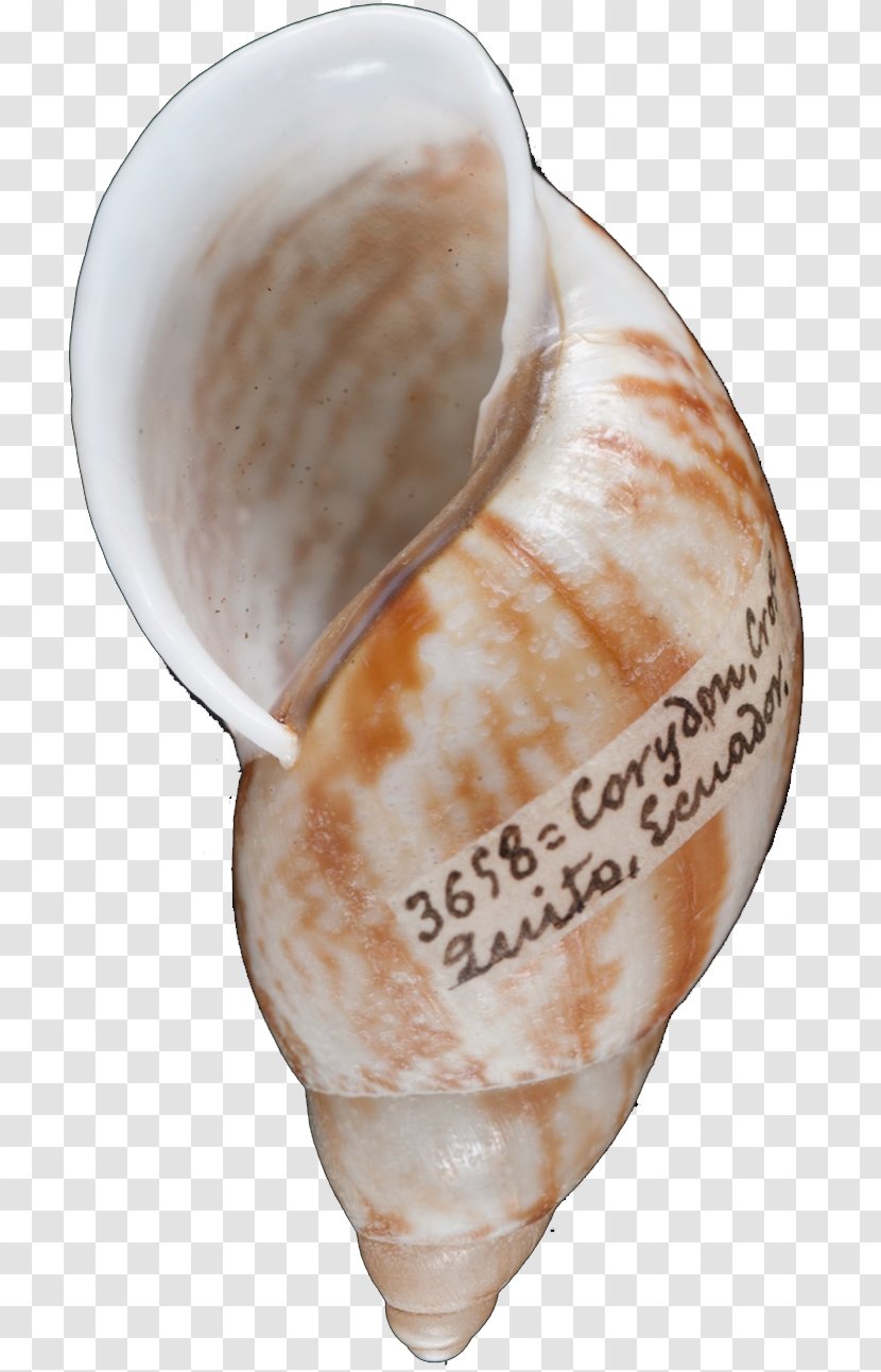 Conchology Seashell Shankha - Conch Transparent PNG