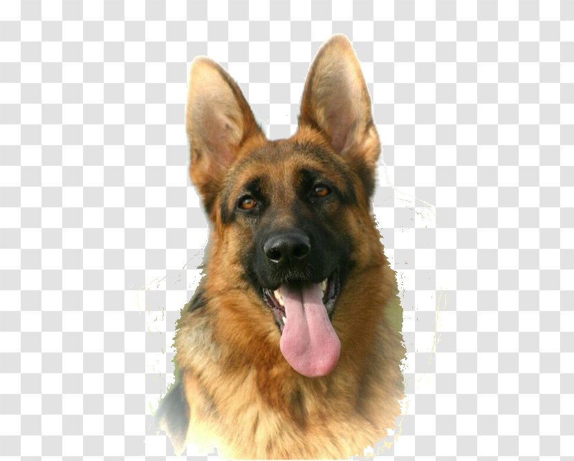 Old German Shepherd Dog King East-European Breed - East European - Puppy Transparent PNG